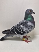 Gołębie pocztowe. 