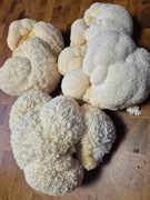 Soplówka jeżowata Lions Mane 30g