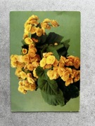 Pocztówka PRL, seria kwiaty: begonia zimowa, fot. Czapliński