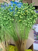 len zielony zboże suszone naturalny w wiązkach 