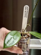 Hoya parasitica | hoja