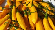 Aji Lemon nasiona kolekcjonerskie papryka ostra