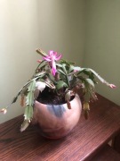 Śliczny kaktus Grudnik potrzebuje domu