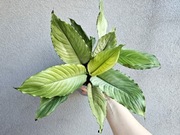 Spathiphyllum skrzydłokwiat ghost platinum mist split milk hydroponika