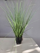 sztuczna trawa gęsta