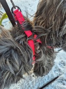 Regulowane Różowe Szelki dla Psa, bez Smyczy