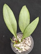 Hoya nicholsoniae 'New Guinea Ghost' - sadzonka ukorzeniona