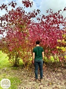Cornus alba, Dereń biały, 200-300cm, wielopienny, różowe liście