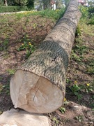 Drewno idealne na deski