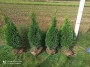 Szkółka Krzewów Ozdobnych "SZMARAGD"