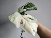 Monstera deliciosa Albo Variegata pędówka nr1