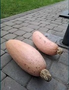 Dynia bananowa - stara odmiana bardzo słodka Nasiona - duża ilość