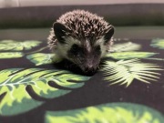 Jeż pigmejski Samiczka – ciekawska i towarzyska