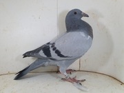 Młody po Wnuk i Inbred Kannibal x Eijerkamp córka ANIEKA 