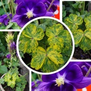 Orlik Variegata - niebieski 