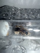Mrówki Camponotus Irritans Q + 1-5w