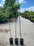 Wierzba Hakuro Nishiki