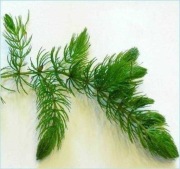 Rogatek - 10 sztuk - roślina akwariowa | w zimie podgrzewacz gratis