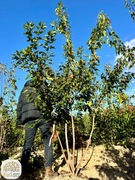 Acer tataricum Ginnala, klon tatarski, 175-250cm, wielopienny