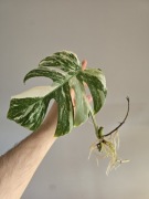 3 sadzonki Monstera deliciosa 'variegata'