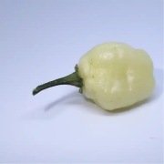 Nasiona papryki SnowBall