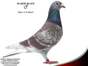 Oryg. I.K.D. Łepuch (Vos 94)