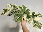 Monstera Noid Mutatuon nietypowe wybarwienie White snow szczyt 