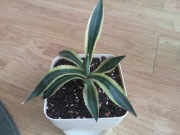 Agave Lophantha Quadricolor