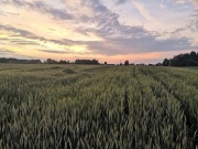 Pszenżyto po materiale siewnym