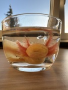 Aksolotl Salamandra Meksykańska Axolotl