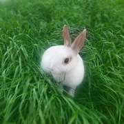 Sprzedam królika miniaturkę