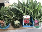 Gałązki oleandrów do ukorzenienia 