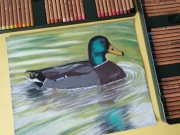Kaczka krzyżówka pastele suche 23x28
