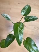 Philodendron Giganteum Variegata