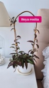 Hoya hoja rosita roślina duży okaz matecznik XXL