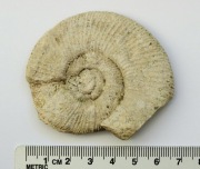 Amonit skamieniałość - Jura 