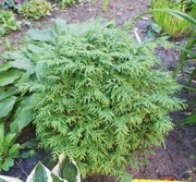 Thuja Danica.   