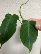 Philodendron Camposportoanum -ukorzenina  , rosnąca sadzonka pędowa 