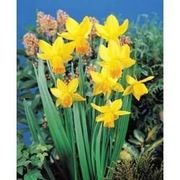 Narcyz wielotrabkowy