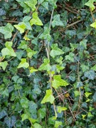 Hedera helix zimozielone pnącze BLUSZCZ - sadzonka w doniczce