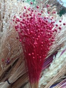 len czerwony zboże suszone naturalny w wiązkach 