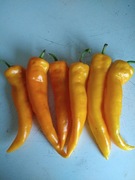 Papryka Corno di Toro bycze rogi