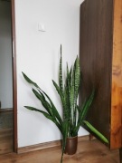 Sansevieria Trifasciata 118cm
