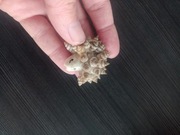 Figurka zabawka jeżyk 