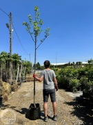 Dąb czerwony / Quercus rubra / 250-500cm / Obw.10-25cm