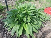 Żywokostu rosyjski 1 szt sadzonki booking14  sadzonka symphytum uplandicum 