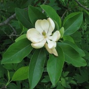 Magnolia parasolowata tripetala UNIKATOWA roślina