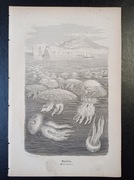Piękna oryginalna litografia XIX - XX w. - Meduzy