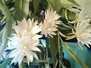 Epiphyllum pumilum liść