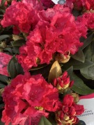 Rododendron Vollblut